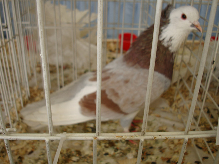 DSC06792 - u EXPOZITIA NATIONALA DE PORUMBEI PASARI SI ANIMALE MICI GALATI NOV 2011