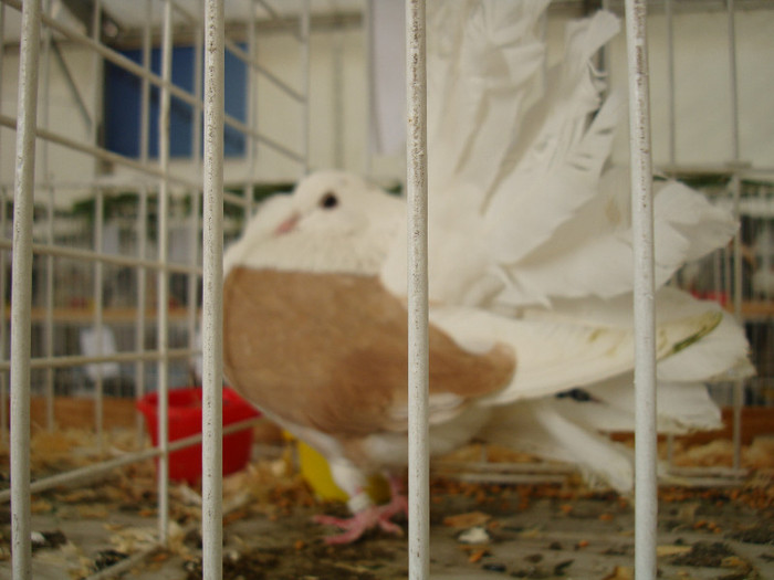 DSC06793 - u EXPOZITIA NATIONALA DE PORUMBEI PASARI SI ANIMALE MICI GALATI NOV 2011