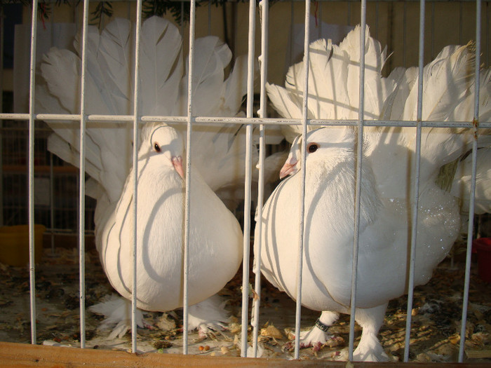 DSC06795 - u EXPOZITIA NATIONALA DE PORUMBEI PASARI SI ANIMALE MICI GALATI NOV 2011