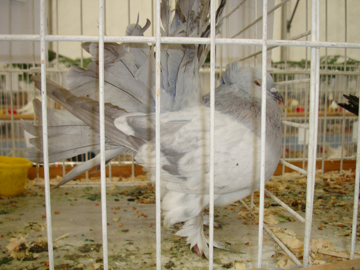 DSC06796 - u EXPOZITIA NATIONALA DE PORUMBEI PASARI SI ANIMALE MICI GALATI NOV 2011
