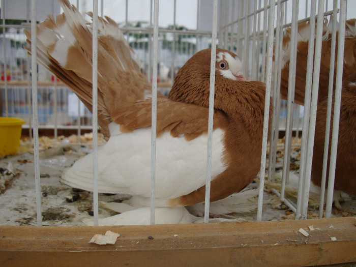 DSC06799 - u EXPOZITIA NATIONALA DE PORUMBEI PASARI SI ANIMALE MICI GALATI NOV 2011