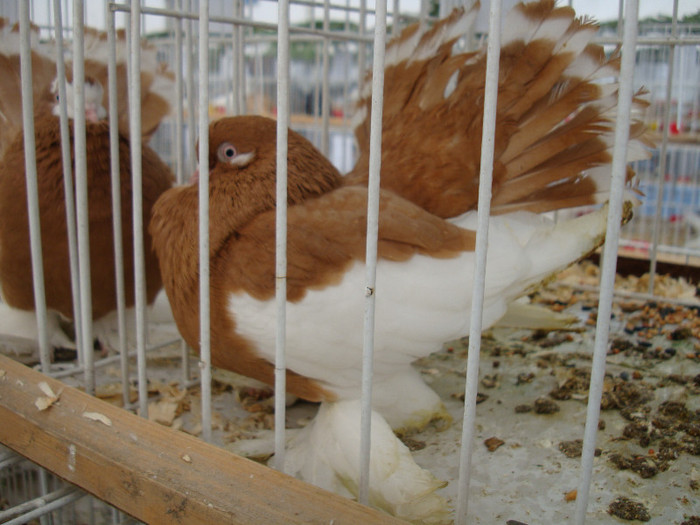 DSC06800 - u EXPOZITIA NATIONALA DE PORUMBEI PASARI SI ANIMALE MICI GALATI NOV 2011