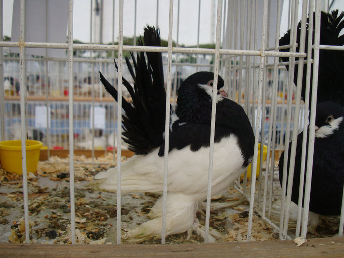 DSC06802 - u EXPOZITIA NATIONALA DE PORUMBEI PASARI SI ANIMALE MICI GALATI NOV 2011