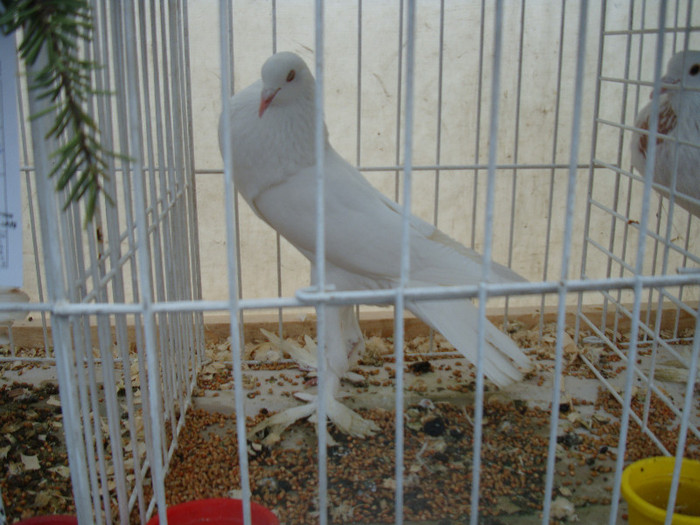 DSC06805 - u EXPOZITIA NATIONALA DE PORUMBEI PASARI SI ANIMALE MICI GALATI NOV 2011