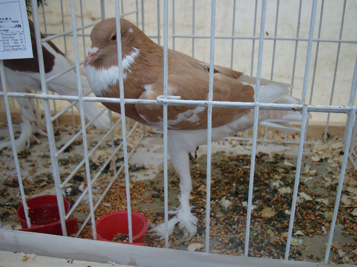 DSC06806 - u EXPOZITIA NATIONALA DE PORUMBEI PASARI SI ANIMALE MICI GALATI NOV 2011