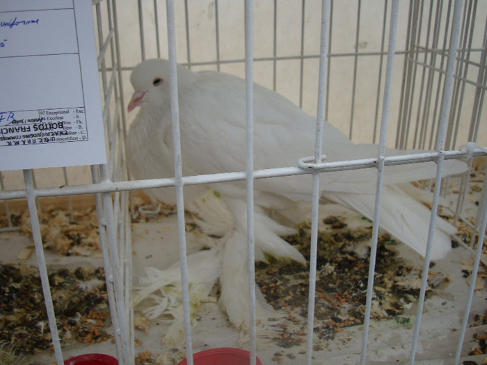 DSC06809 - u EXPOZITIA NATIONALA DE PORUMBEI PASARI SI ANIMALE MICI GALATI NOV 2011