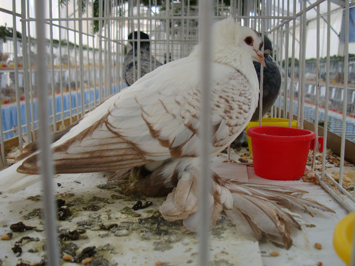 DSC06810 - u EXPOZITIA NATIONALA DE PORUMBEI PASARI SI ANIMALE MICI GALATI NOV 2011