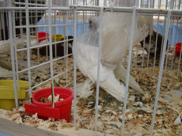 DSC06811 - u EXPOZITIA NATIONALA DE PORUMBEI PASARI SI ANIMALE MICI GALATI NOV 2011