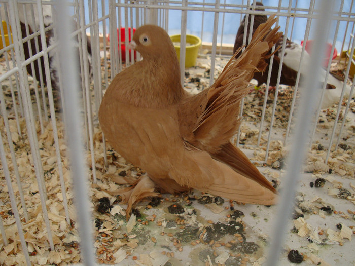 DSC06812 - u EXPOZITIA NATIONALA DE PORUMBEI PASARI SI ANIMALE MICI GALATI NOV 2011