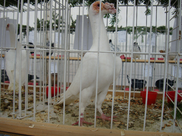 DSC06834