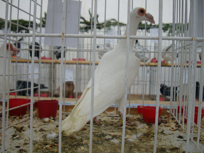 DSC06835