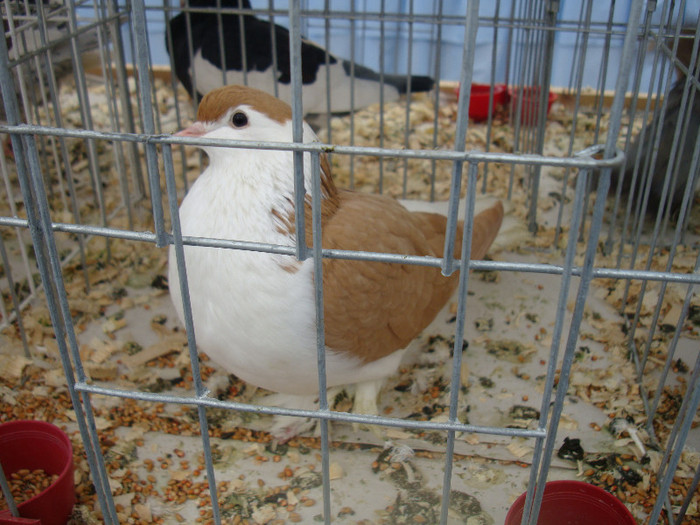 DSC06852