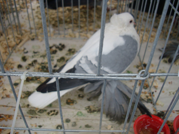 DSC06854