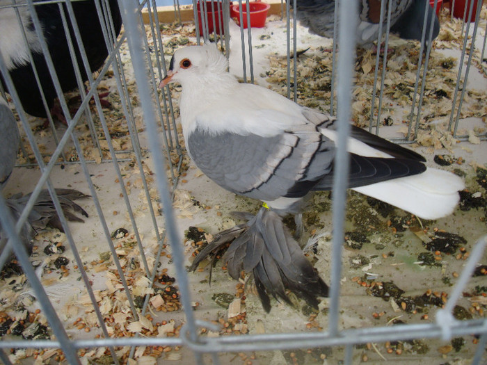 DSC06855