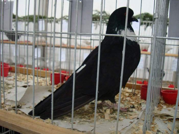 DSC06856