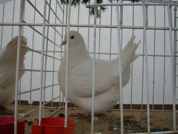 DSC06863