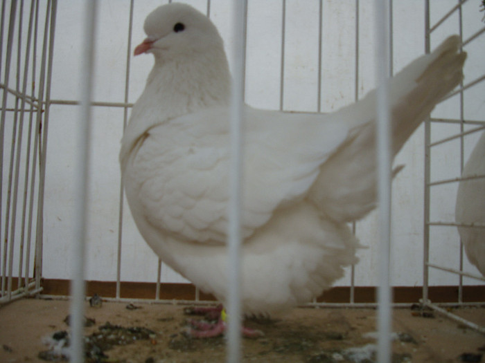 DSC06864
