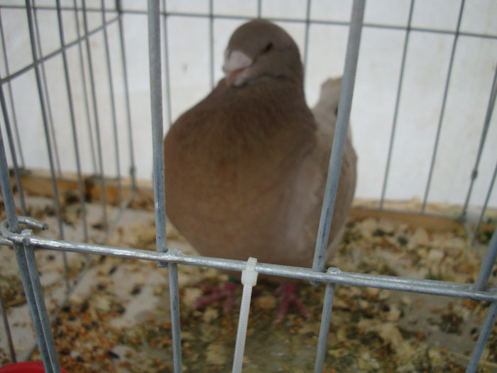 DSC06869