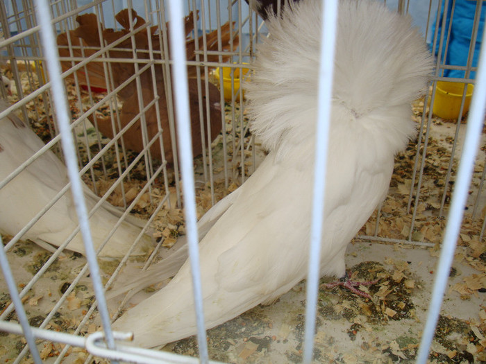 DSC06884