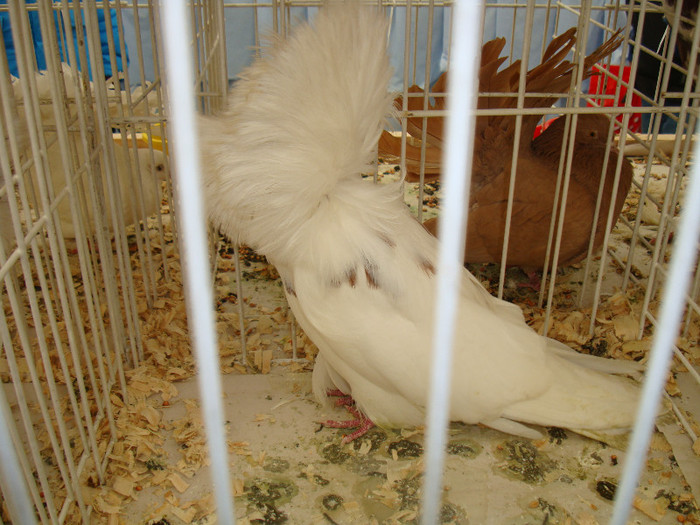 DSC06885