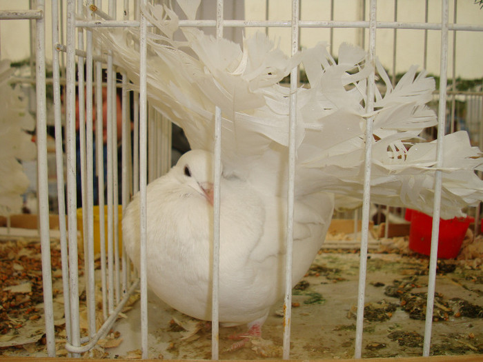 DSC06886