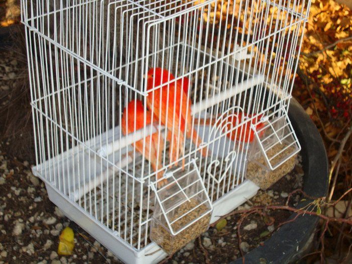 DSC06603