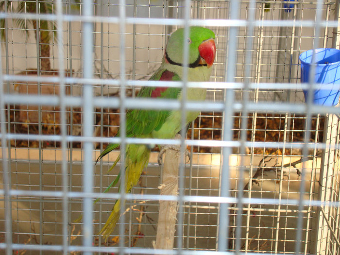 DSC06609