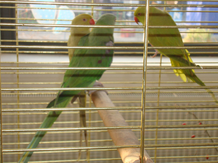 DSC06611