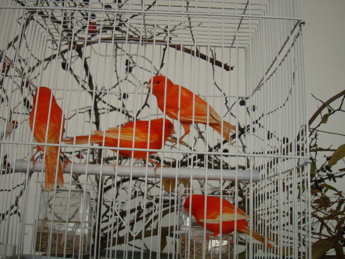 DSC06621