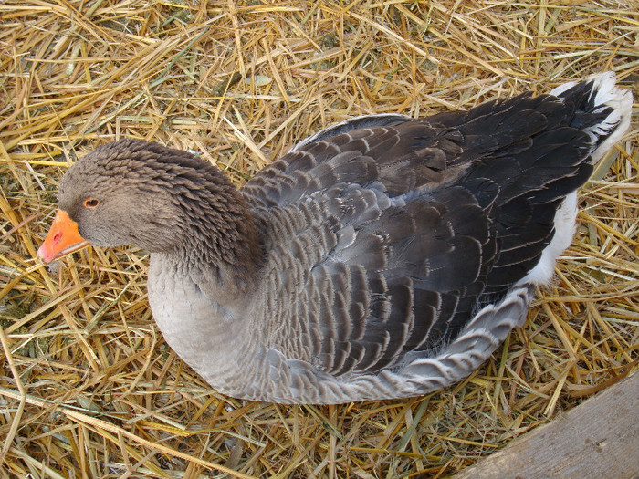 DSC06750