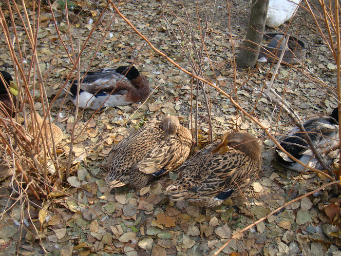 DSC07016