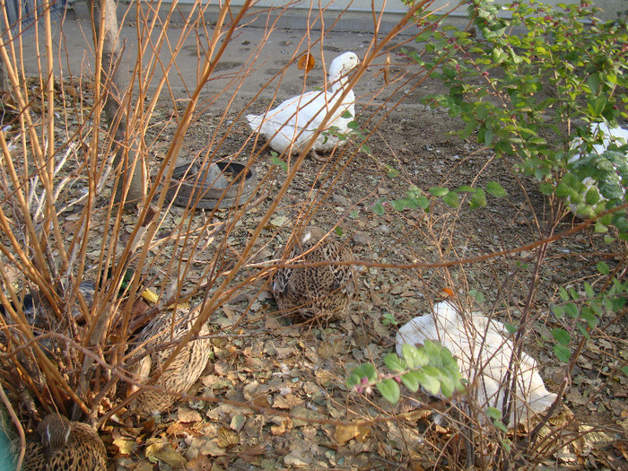 DSC07017