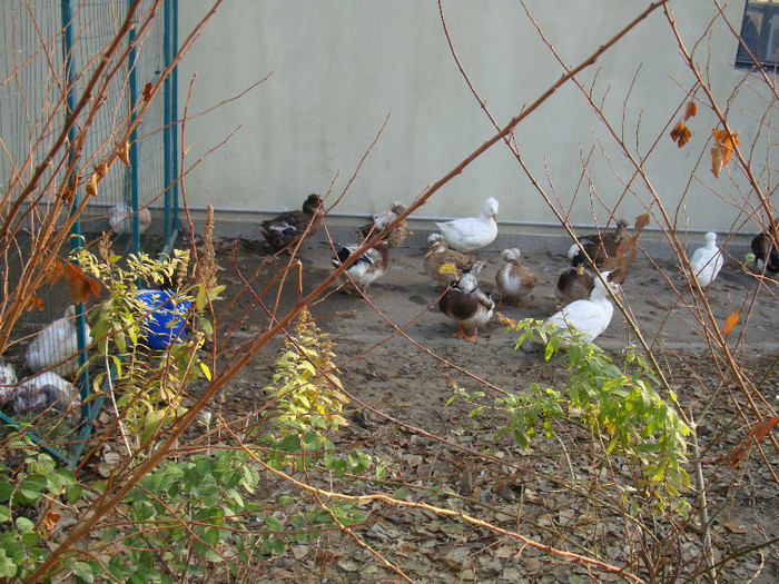 DSC07020