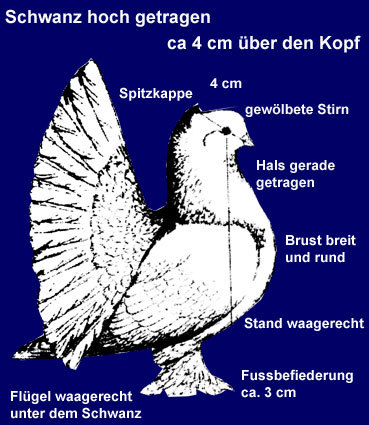 Taube standardul pt-Cristi - 5-porumbei