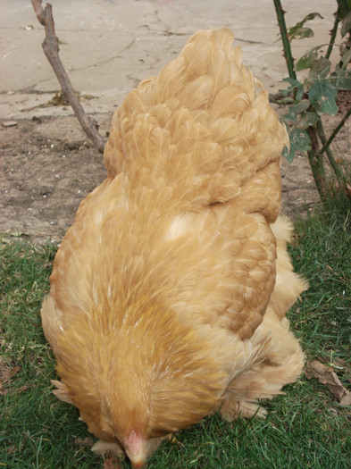DSC03332 - TINERET 27 NOIEMBRIE 2011