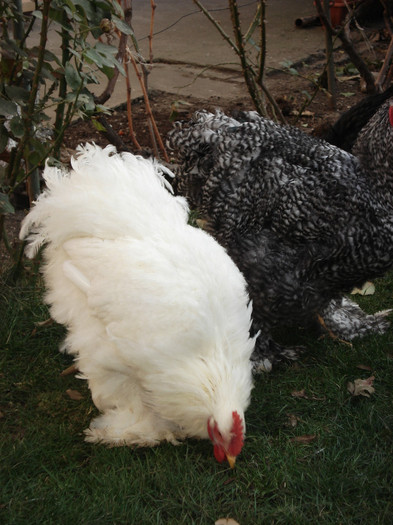 DSC03423 - TINERET 27 NOIEMBRIE 2011