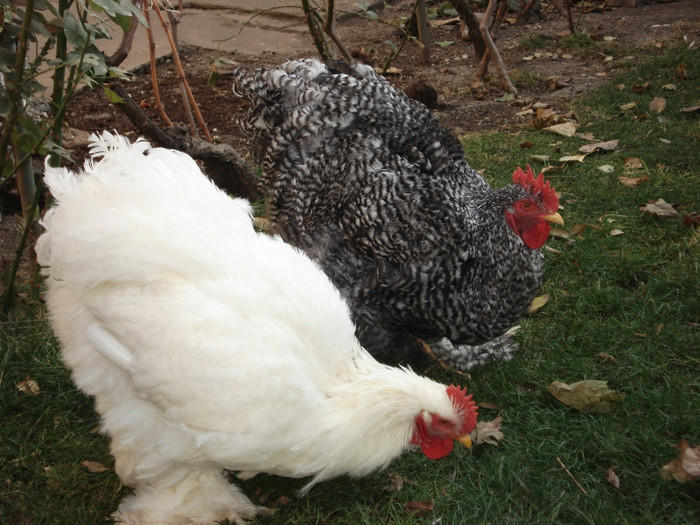 DSC03424 - TINERET 27 NOIEMBRIE 2011