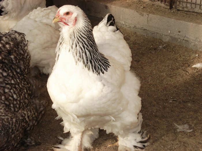 DSC03425 - TINERET 27 NOIEMBRIE 2011