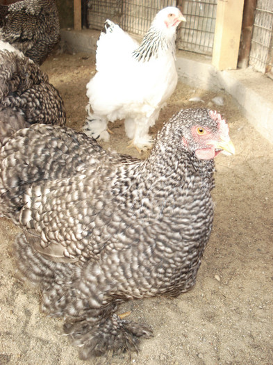 DSC03427 - TINERET 27 NOIEMBRIE 2011