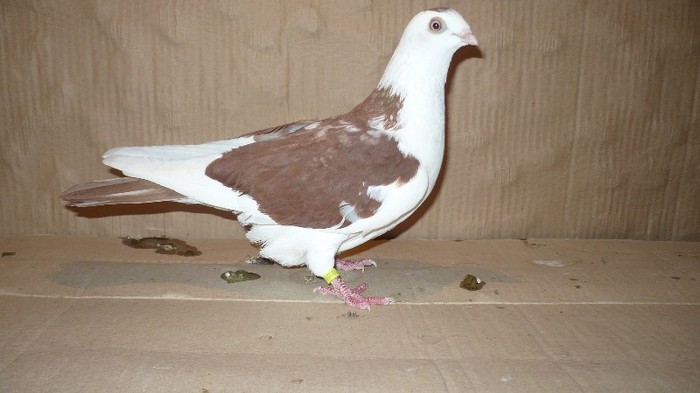 Data in Bacau la Gabriel - D- Porumbei JUCATORI DE GALATI VANDUTI Album 1