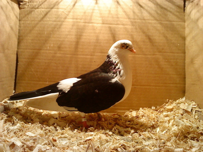 Dat in Bucuresti la Catalin - D- Porumbei JUCATORI DE GALATI VANDUTI Album 1