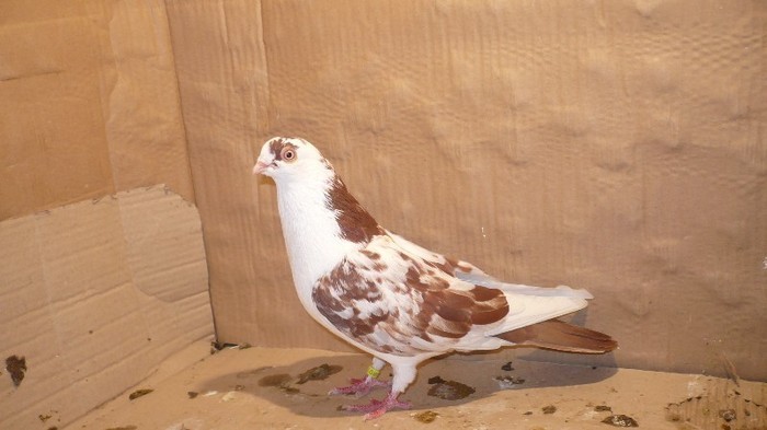 Dat in Bucuresti la Catalin - D- Porumbei JUCATORI DE GALATI VANDUTI Album 1