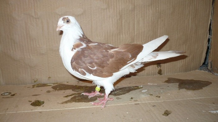 Data in Bucuresti la Catalin - D- Porumbei JUCATORI DE GALATI VANDUTI Album 1