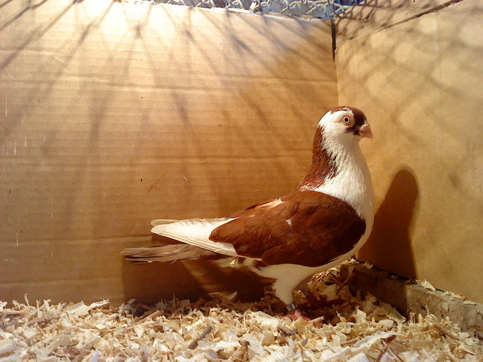 Dat in Bucuresti la Catalin - D- Porumbei JUCATORI DE GALATI VANDUTI Album 1