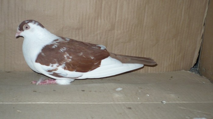 Data in Bucuresti la Catalin - D- Porumbei JUCATORI DE GALATI VANDUTI Album 1