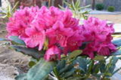 Rhododendron - IMI DORESC