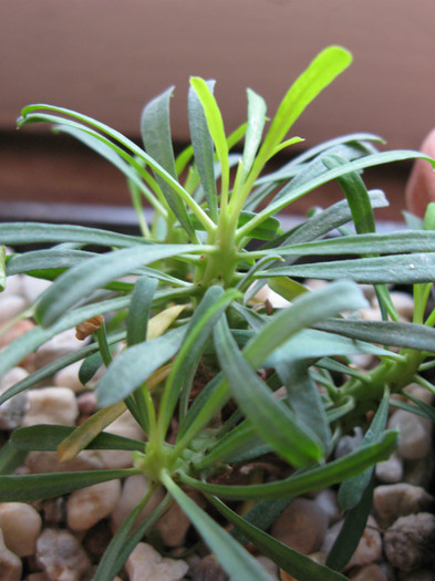 Euphorbia multifolia