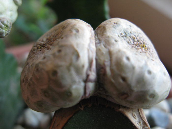 Euphorbia turbiniformis