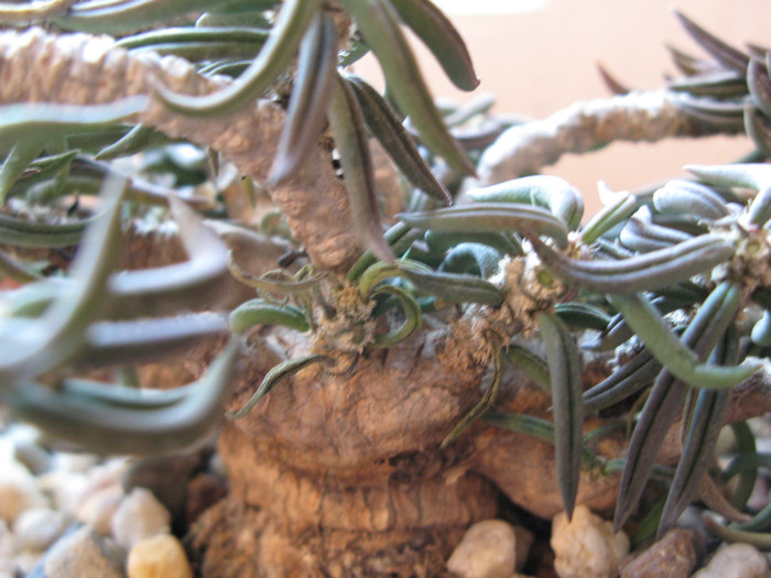 Euphorbia cyndrifolia tuberifera