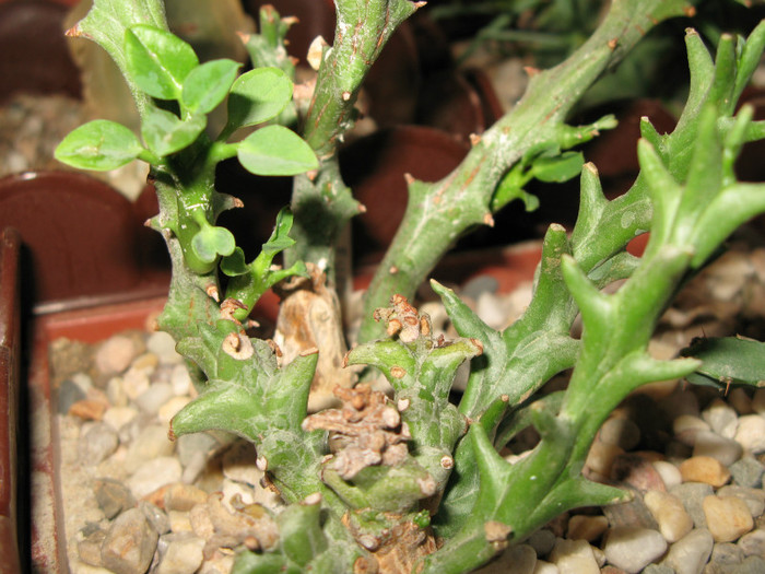 IMG_5669 - EUPHORBIA - album foto 2
